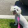 animal, canine, car, companion, cute, dog, ears, grass, happy, leash, outdoor, panting, pavement, pet, pink_leash, purple_bows, sidewalk, small_dog, sunny, white_dog