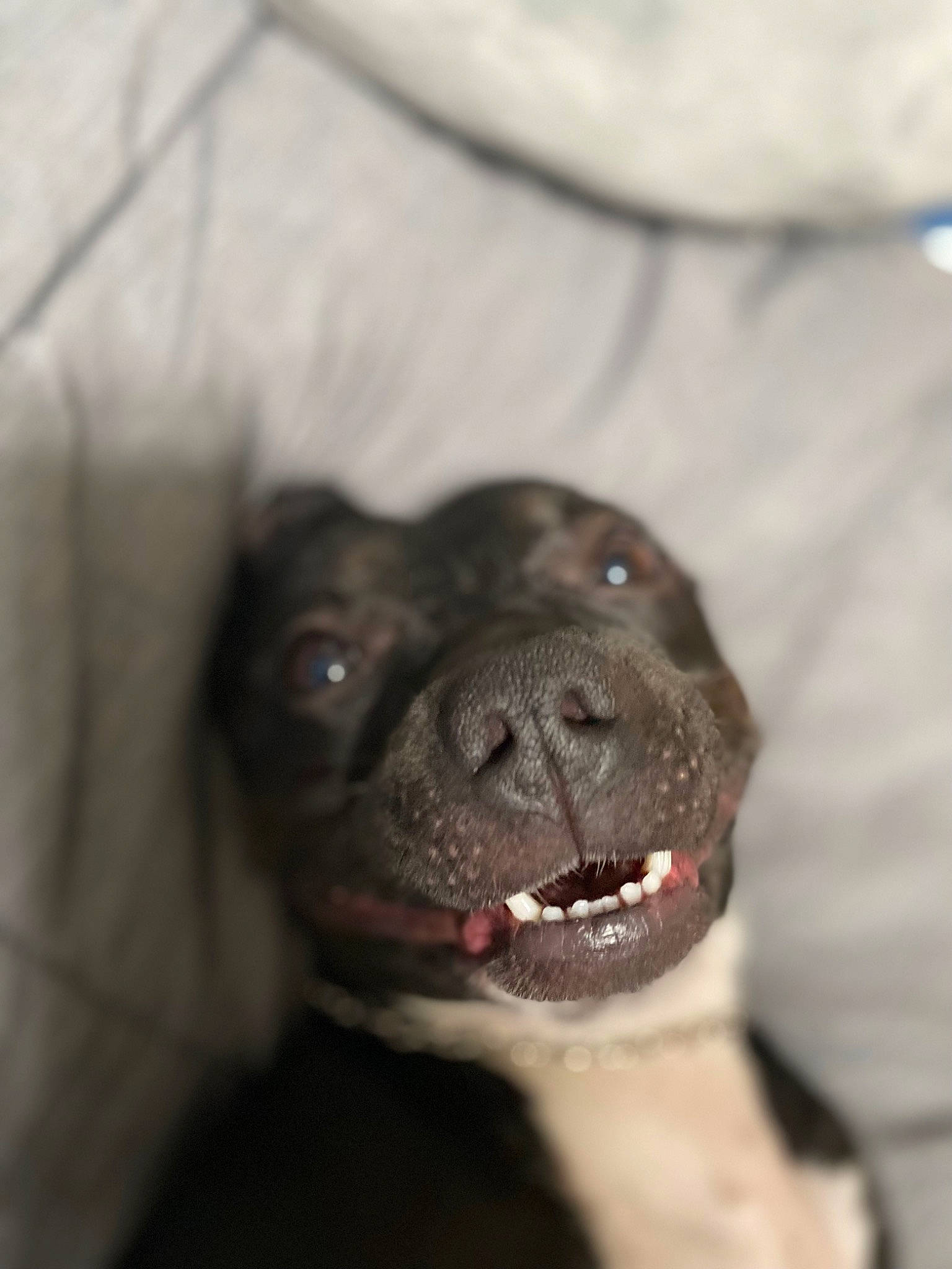 Sage is registered to the contest to win money with this photo: borador, canidae, carnivore, companion_dog, dog, dog_breed, fawn, foot, fur, liver, non_sporting_group, snout, sporting_group, terrestrial_animal, whiskers, working_animal