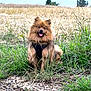 dog, fluffy, grass, wheat_field, outdoor, nature, canine, happy, pet, animal, path, rural, field, greenery, fur, sitting, black_harness, tongue_out, summer, daylight