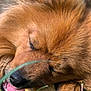 Maïlow a rejoint le concours — aidez-le/la à gagner de superbes lots ! dog, brown_fur, close_up, chewing, tongue, outdoor, grass, pet, animal, snout, nose, fur, sleepy, relaxed, nature, sunlight, paw, canine, treat, chew