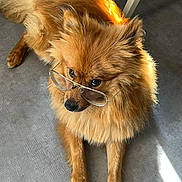 Maïlow a rejoint le concours — aidez-le/la à gagner de superbes lots ! dog, glasses, indoor, floor, sunlight, fur, pet, brown, fluffy, laying, canine, portrait, animal, cute, domestic, eyewear, chair_leg, looking_up, adorable, close_up