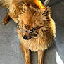dog, glasses, indoor, floor, sunlight, fur, pet, brown, fluffy, laying, canine, portrait, animal, cute, domestic, eyewear, chair_leg, looking_up, adorable, close_up