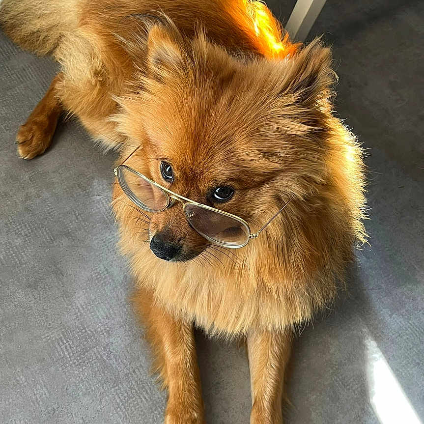Maïlow a rejoint le concours — aidez-le/la à gagner de superbes lots ! adorable, animal, brown, canine, chair_leg, close_up, cute, dog, domestic, eyewear, floor, fluffy, fur, glasses, indoor, laying, looking_up, pet, portrait, sunlight