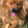 Maïlow participe au concours pour gagner de l'argent avec cette photo : dog, animal, pet, grass, cheese, tongue, happy, fur, outdoor, muzzle, paws, brown, cute, playful, nature, smiling, canine, closeup, chewing, summer
