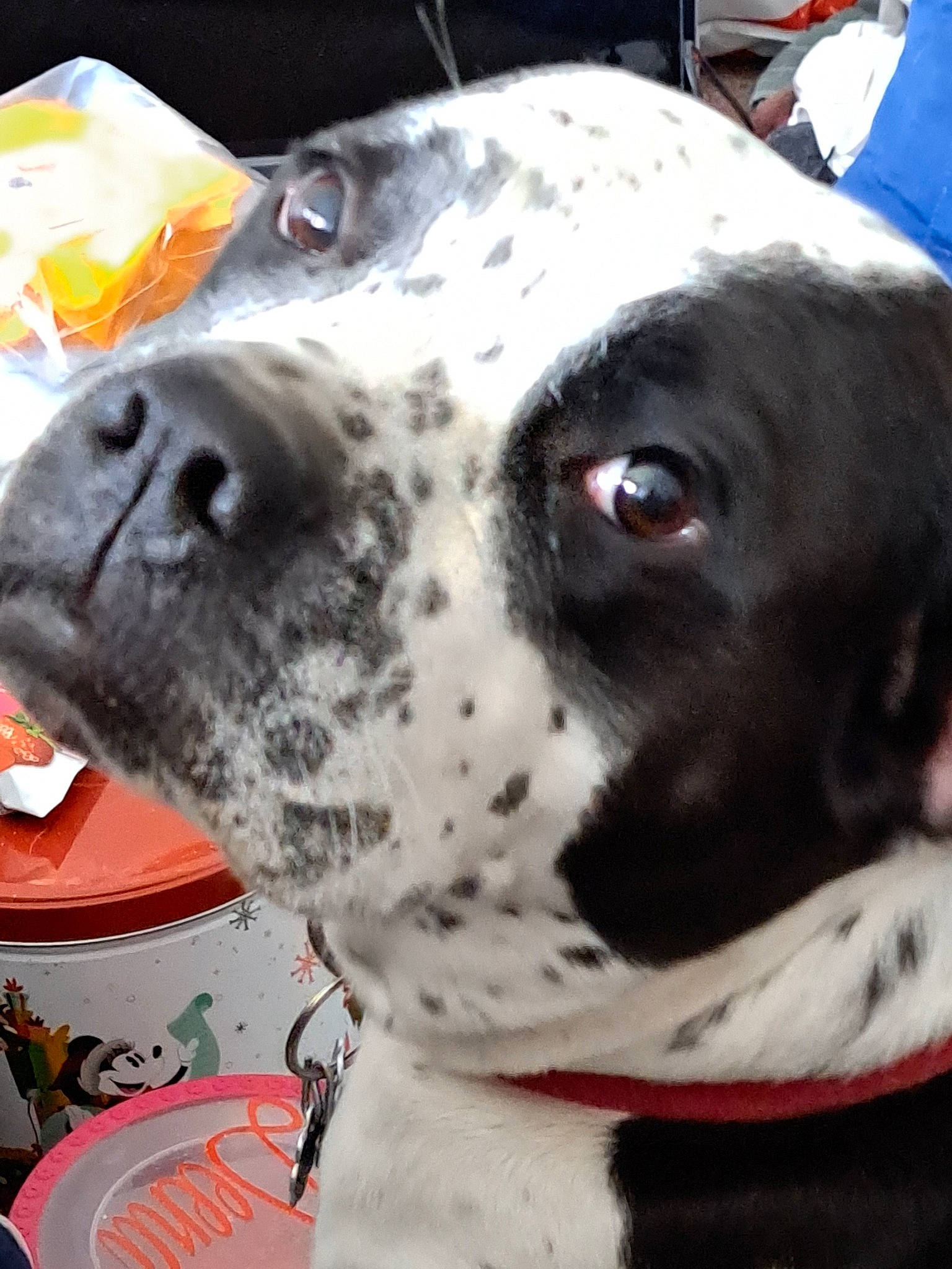 Deena joined the competition — help win amazing prizes! canidae, carnivore, collar, companion_dog, dalmatian, dog, dog_breed, dog_collar, dog_supply, fawn, fur, great_dane, guard_dog, non_sporting_group, pet_supply, snout, sporting_group, whiskers, working_animal, working_dog