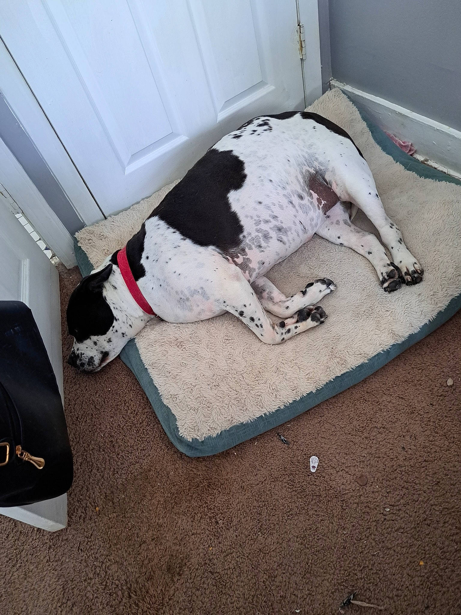 Deena joined the competition — help win amazing prizes! canidae, carmine, carnivore, carpet, collar, comfort, companion_dog, dog, dog_breed, dog_collar, dog_supply, door, flooring, fur, linens, luggage_and_bags, mat, sporting_group, tail, vehicle_door