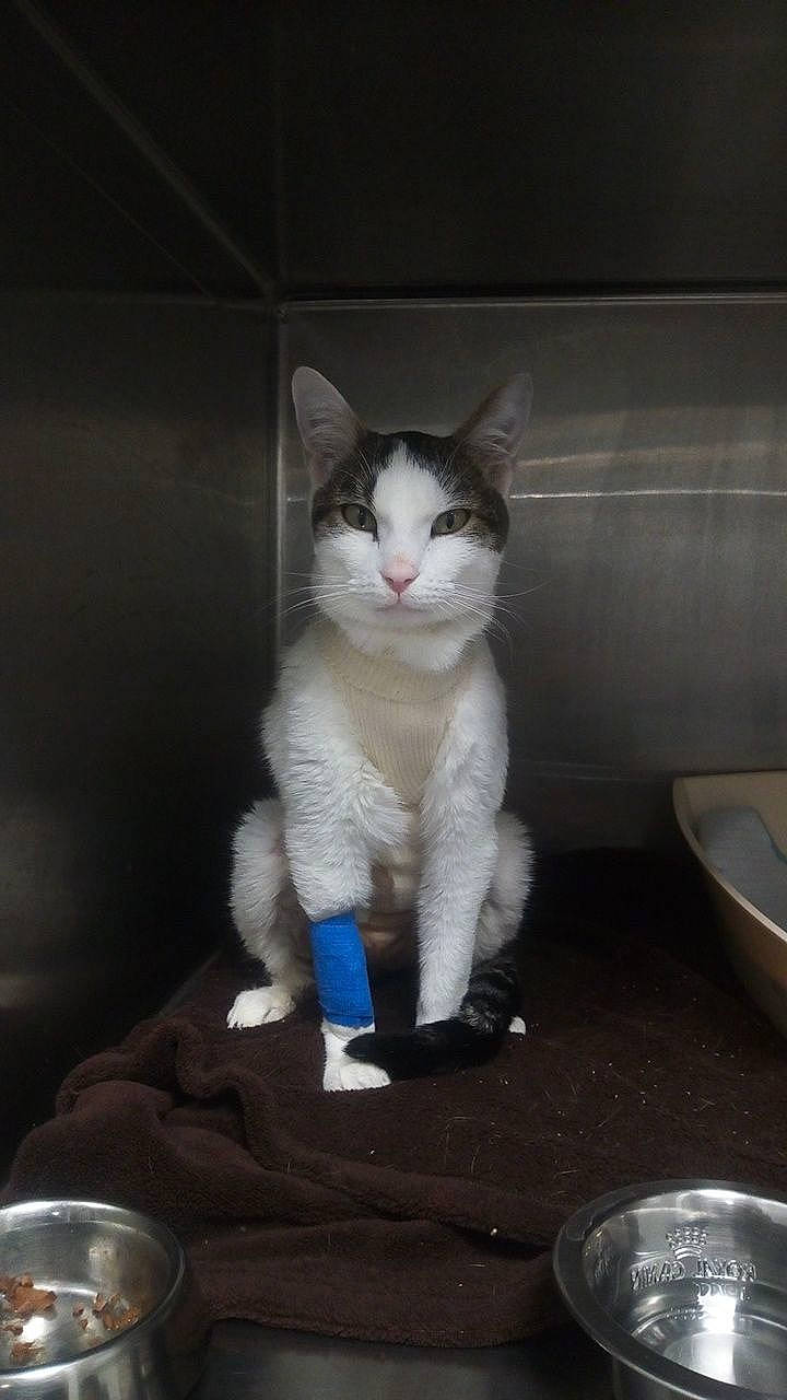 Gasper participe au concours pour gagner de l'argent avec cette photo : aegean_cat, american_wirehair, asian, carnivore, cat, domestic_short_haired_cat, european_shorthair, felidae, german_rex, kitten, mammal, ojos_azules, polydactyl_cat, small_to_medium_sized_cats, whiskers