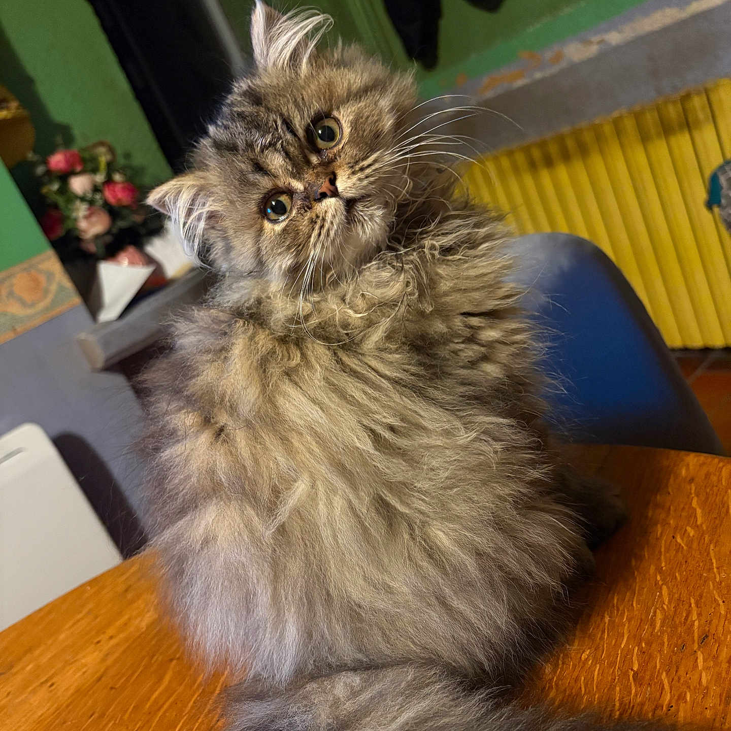 Auxo participe au concours pour gagner de l'argent avec cette photo : cat, closeup, cozy, curious, domestic, fluffy, fur, furniture, green_wall, head_tilt, household, indoor, pet, portrait, radiator, sitting, table, whiskers, wide_eyes, wooden_surface