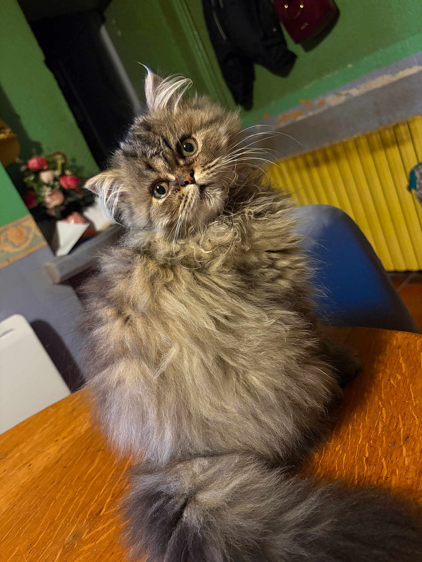 Auxo participe au concours pour gagner de l'argent avec cette photo : cat, fluffy, table, indoor, curious, wide_eyes, wooden_surface, furniture, domestic, pet, cozy, green_wall, radiator, fur, portrait, sitting, head_tilt, whiskers, household, closeup