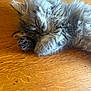 adorable, animal, close_up, cozy, cute, domestic_animal, fluffy, fur, indoor, kitten, mammal, paw, pet, relaxed, resting, sleeping, tabby, whiskers, wooden_surface, young