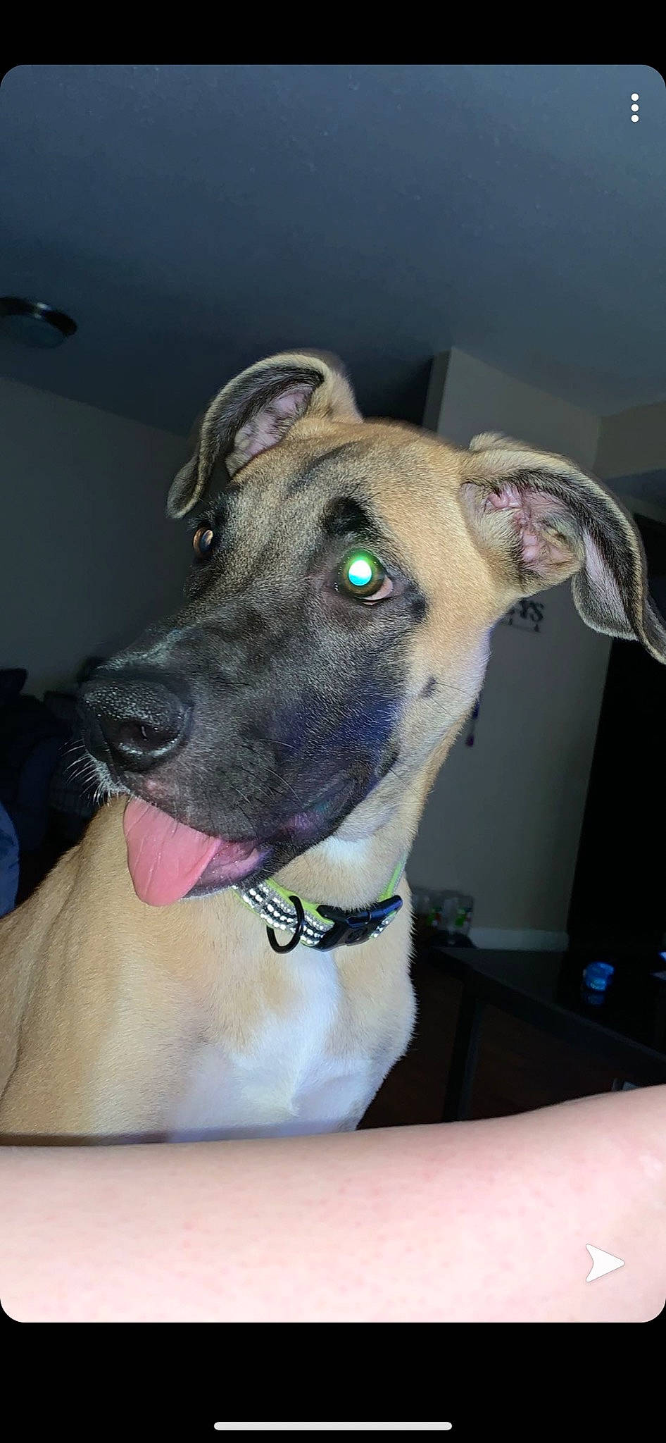 Tugboat is registered to the contest to win money with this photo: american_pit_bull_terrier, canidae, carnivore, collar, dog, dog_breed, dog_collar, ear, fawn, galgo_espanol, great_dane, greyhound, lurcher, mammal, non_sporting_group, potcake_dog, snout, vertebrate, whippet, whiskers