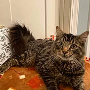 Teddy joined the competition — help win amazing prizes! animal, blanket, cat, cozy, curious, cute, domestic, ears, feline, fur, indoor, mammal, paw, pet, relaxed, resting, striped, tabby, tail, whiskers