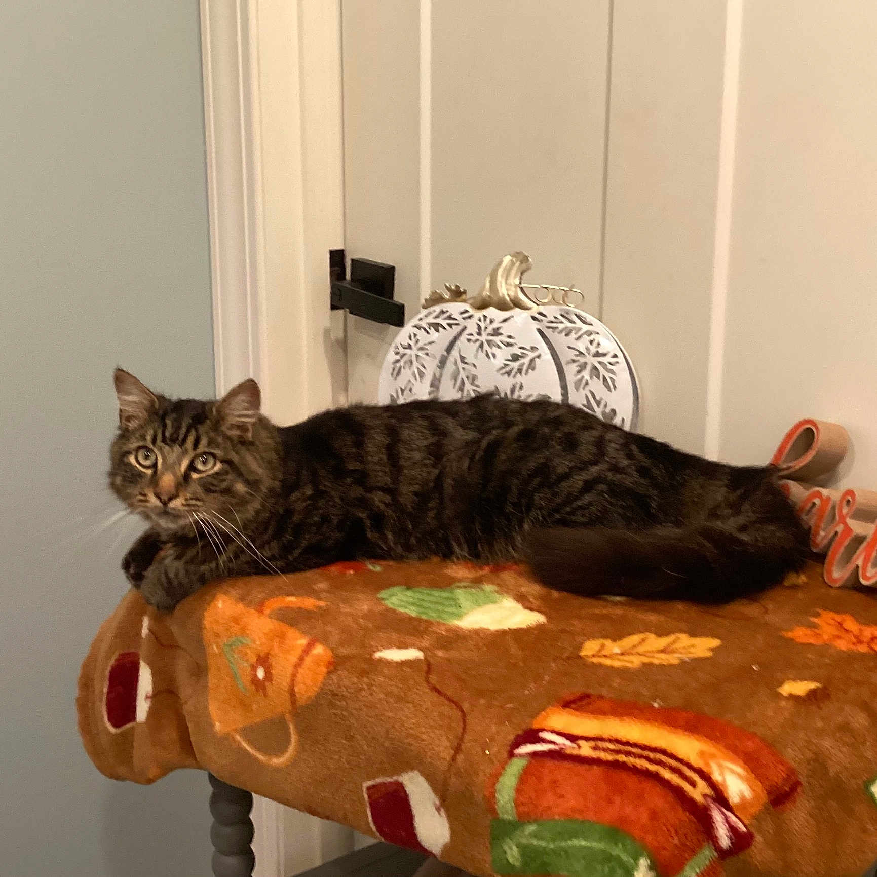Teddy joined the competition — help win amazing prizes! animal, autumn, blanket, brown, cat, cozy, decor, ears, fall, feline, fur, household, indoor, pet, pumpkin, relaxed, striped, tabby_cat, table, whiskers