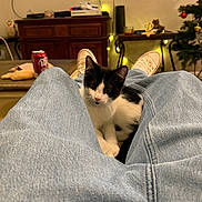 Gurt joined the competition — help win amazing prizes! black_and_white, cat, christmas_tree, coffee_table, cozy, dr_pepper, fairy_lights, furniture, indoors, jeans, kitten, lap, living_room, paws, shoes, sneakers, soda_can, tuxedo_cat, tv, wooden_cabinet