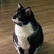Apollo joined the competition — help win amazing prizes! alert, animal, black_and_white, cat, domestic_animal, ears, eyes, fur, household, indoors, looking_up, pet, photography, portrait, sitting, tuxedo_cat, whiskers, white_chest, white_paws, wooden_floor