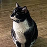 alert, animal, black_and_white, cat, domestic_animal, ears, eyes, fur, household, indoors, looking_up, pet, photography, portrait, sitting, tuxedo_cat, whiskers, white_chest, white_paws, wooden_floor