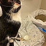 Apollo is registered to the contest to win money with this photo: animal, bathroom, black_and_white, blanket, cat, close_up, fabric, fur, indoors, injured_eye, long_whiskers, pet, portrait, sitting, small_bowl, tissues, towel, tuxedo_cat, warm_lighting, whiskers