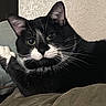 animal, black_and_white, blanket, cat, close_up, couch, cute, feline, fur, green_eyes, indoor, looking_at_camera, lounging, nose, pet, pointed_ears, portrait, relaxed, tuxedo_cat, whiskers
