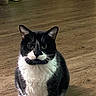 Apollo is registered to the contest to win money with this photo: alert, animal, black_and_white, cat, ears, eyes, feline, fur, green_bowl, home, indoor, nose, pet, portrait, serious_expression, sitting, tuxedo_cat, whiskers, white_chest, wooden_floor