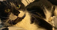Apollo joined the competition — help win amazing prizes! animal, bed, bedding, bedroom, black_and_white, blanket, cat, close_up, cozy, ears, feline, fur, green_eyes, indoors, lying_down, pet, portrait, relaxed, tuxedo_cat, whiskers