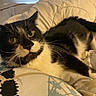 animal, bed, bedding, bedroom, black_and_white, blanket, cat, close_up, cozy, ears, feline, fur, green_eyes, indoors, lying_down, pet, portrait, relaxed, tuxedo_cat, whiskers