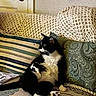 animal, black_and_white, cat, couch, crochet, cushion, funny_pose, green_eyes, home, indoor, living_room, patterned, pet, pillow, relaxed, sitting, sofa, striped_fabric, tuxedo_cat, whiskers
