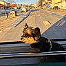 Maki a rejoint le concours — aidez-le/la à gagner de superbes lots ! dog, puppy, small_dog, yorkshire_terrier, pet, animal, harness, public_transport, bus, window, city, street, buildings, road, sidewalk, sunlight, urban, outdoor, travel, commuting