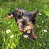 Maki participe au concours pour gagner de l'argent avec cette photo : dog, yorkshire_terrier, puppy, small_dog, outdoors, grass, meadow, wildflowers, daisies, sunlight, twig, chewing, lying_down, fluffy_fur, brown_fur, black_fur, nature, garden, portrait, playful