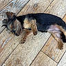 dog, yorkshire_terrier, small_dog, lying_down, back, paws, black_and_tan, fur, pet, indoor, wooden_floor, floorboards, relaxed, playful, cute, sideways_pose, animal, companion, portrait, photography