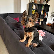Maki a rejoint le concours — aidez-le/la à gagner de superbes lots ! dog, yorkshire_terrier, small_dog, pet, sitting, sofa, living_room, indoor, portrait, animal, fluffy, black_and_tan, upright_ears, cute, looking_at_camera, bookshelf, books, houseplants, cushions, home_decor
