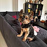 dog, yorkshire_terrier, small_dog, pet, sitting, sofa, living_room, indoor, portrait, animal, fluffy, black_and_tan, upright_ears, cute, looking_at_camera, bookshelf, books, houseplants, cushions, home_decor