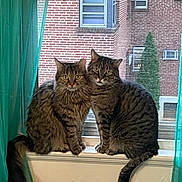 Luna And Chicho joined the competition — help win amazing prizes! cat, tabby_cat, window, curtain, windowsill, indoor, pets, animal, feline, pair, brick_wall, green_curtain, tail, looking, sitting, close_together, domestic_cat, home, daylight, resting