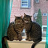 cat, tabby_cat, window, curtain, windowsill, indoor, pets, animal, feline, pair, brick_wall, green_curtain, tail, looking, sitting, close_together, domestic_cat, home, daylight, resting