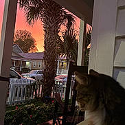 Chaos joined the competition — help win amazing prizes! animal, car, cat, chair, fence, flower, garden, house, nature, outdoor, palm_tree, pet, porch, quiet, residential, silhouette, sky, sunset, twilight, wood