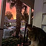 animal, car, cat, chair, fence, flower, garden, house, nature, outdoor, palm_tree, pet, porch, quiet, residential, silhouette, sky, sunset, twilight, wood