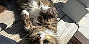 Chaos is registered to the contest to win money with this photo: animal, brick, cat, curled_paws, daylight, feline, fluffy, fur, green_eyes, nature, outdoor, pet, porch, post, relaxed, shadow, sunlight, tabby, whiskers, wooden_deck