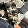 animal, brick, cat, curled_paws, daylight, feline, fluffy, fur, green_eyes, nature, outdoor, pet, porch, post, relaxed, shadow, sunlight, tabby, whiskers, wooden_deck