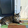 Chaos joined the competition — help win amazing prizes! animal, bench, cat, colorful, door, feline, fur, house, mammal, outdoor, paw, pet, portrait, relaxed, resting, shutter, sunlight, tabby, whiskers, wood