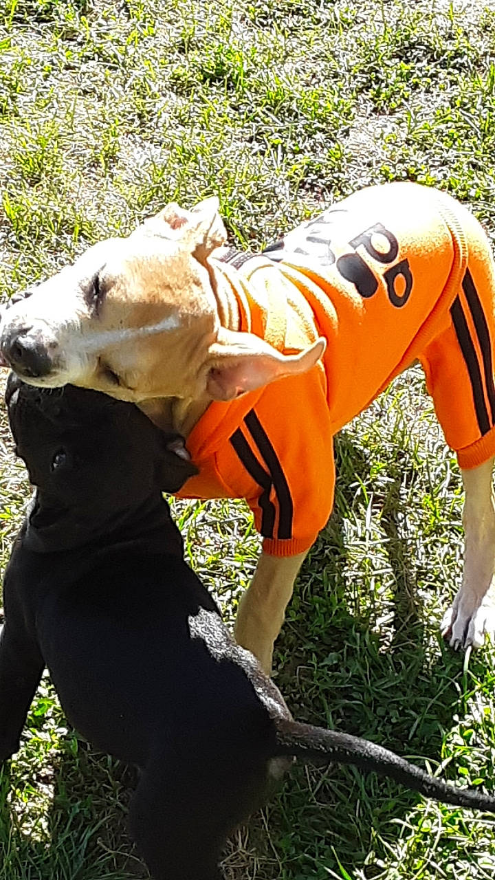 Uno is registered to the contest to win money with this photo: canidae, carnivore, companion_dog, dog, dog_breed, dog_clothes, fawn, outerwear, sporting_group
