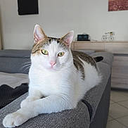Milou participe au concours pour gagner de l'argent avec cette photo : cat, feline, pet, indoor, living_room, couch, gray, relaxed, white, tabby, fur, whiskers, ears, green_eyes, resting, domestic_animal, house, furniture, portrait, animal
