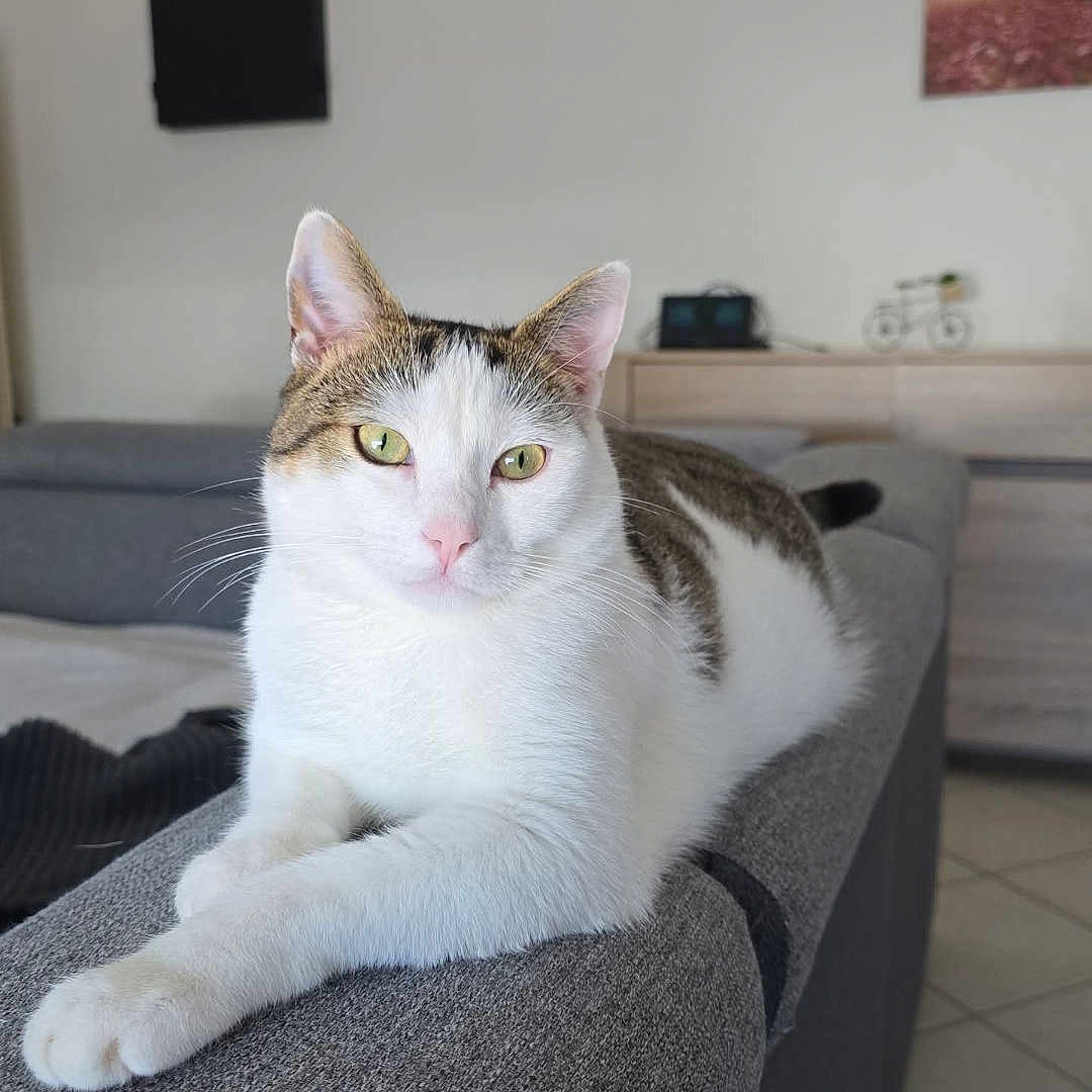Milou participe au concours pour gagner de l'argent avec cette photo : cat, feline, pet, indoor, living_room, couch, gray, relaxed, white, tabby, fur, whiskers, ears, green_eyes, resting, domestic_animal, house, furniture, portrait, animal