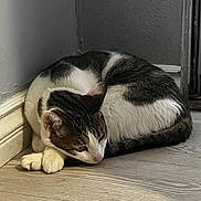 Genesis joined the competition — help win amazing prizes! animal, calm, cat, corner, curled_up, domestic, ears, feline, flooring, fur, indoor, looking, paws, pet, quiet, resting, tabby, wall, white_fur, wooden_floor