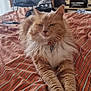 Caramel a rejoint le concours — aidez-le/la à gagner de superbes lots ! cat, orange_tabby, bed, striped_bedspread, living_room, couch, pillow, lamp, television, furniture, indoor, pet, fluffy, relaxed, resting, whiskers, fur, domestic_cat, orange, striped