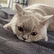 Abby Micha a rejoint le concours — aidez-le/la à gagner de superbes lots ! cat, pet, feline, animal, indoor, bed, blanket, soft, cute, whiskers, ears, eyes, fur, resting, cozy, domestic, closeup, portrait, relaxed, gray