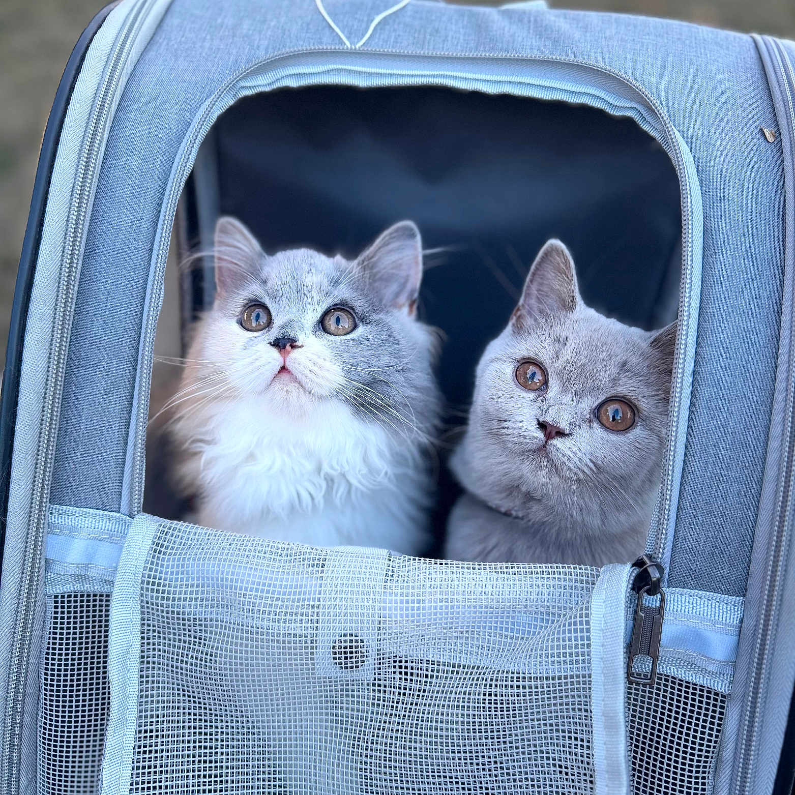 Abby Micha participe au concours pour gagner de l'argent avec cette photo : animal, cat, close_up, companion, curious, cute, domestic_cat, ears, feline, fur, gray, indoor, looking_up, mesh, pet_carrier, pets, portrait, soft_light, two_cats, whiskers