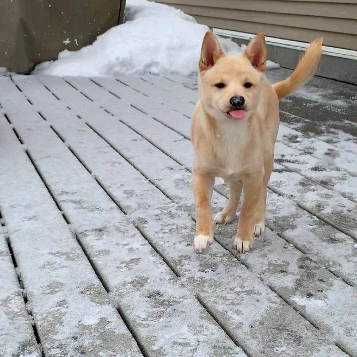 Archer joined the competition — help win amazing prizes! canidae, carnivore, collar, companion_dog, dog, dog_breed, dog_supply, fawn, flooring, hardwood, pet_supply, road_surface, snout, snow, sporting_group, tail, terrestrial_animal, winter, wood, working_animal