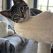 Frankie joined the competition — help win amazing prizes! cat, tabby, cat_tree, pet, indoor, living_room, furniture, window, curtains, cozy, soft, fur, whiskers, close_up, portrait, animal, domestic, relaxed, cute, home