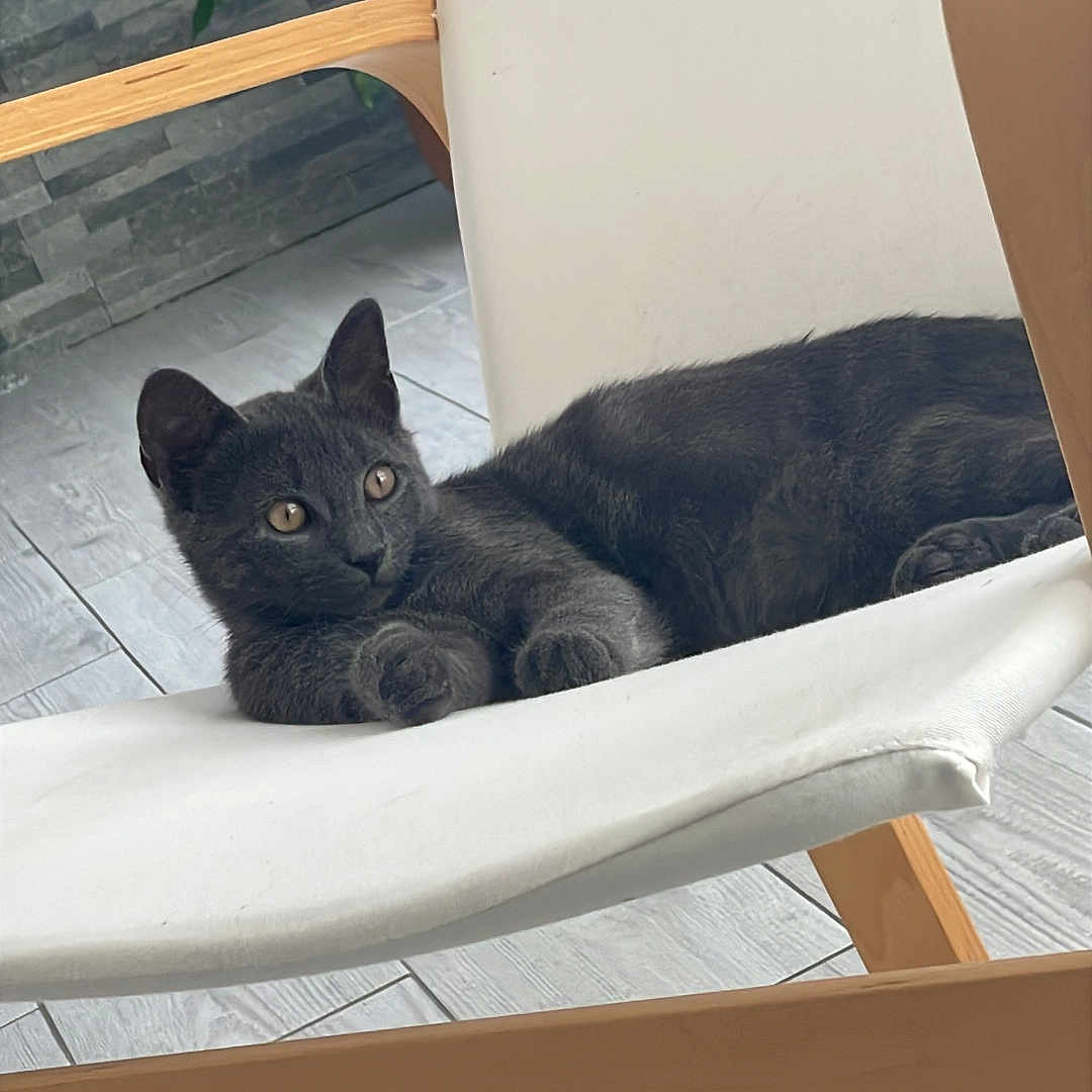 Mermez participe au concours pour gagner de l'argent avec cette photo : animal, cat, chair, cozy, curious, ears, eyes, floor, furniture, gray_cat, home, houseplant, indoor, modern, paws, pet, relaxed, resting, tile_floor, wood