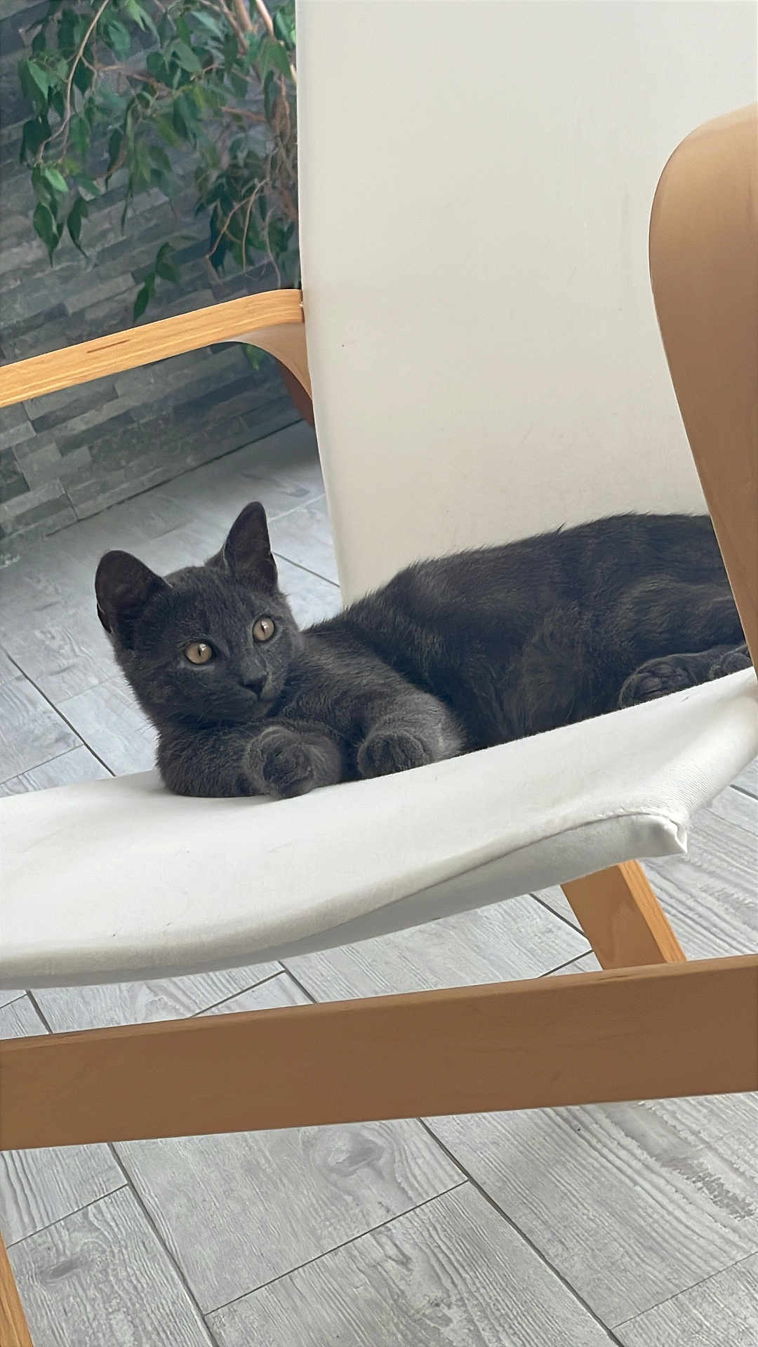 Mermez participe au concours pour gagner de l'argent avec cette photo : cat, gray_cat, pet, animal, indoor, chair, furniture, wood, floor, tile_floor, relaxed, curious, eyes, ears, paws, resting, modern, houseplant, home, cozy