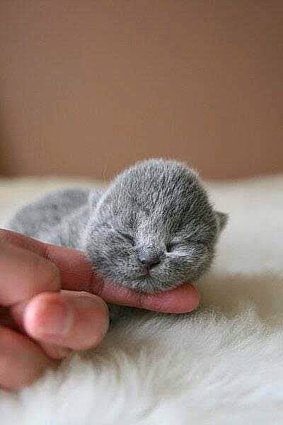 Onizuka a rejoint le concours — aidez-le/la à gagner de superbes lots ! carnivore, cat, claw, comfort, domestic_short_haired_cat, eye, fawn, felidae, fur, grey, paw, scottish_fold, small_to_medium_sized_cats, snout, tail, terrestrial_animal, whiskers, wool